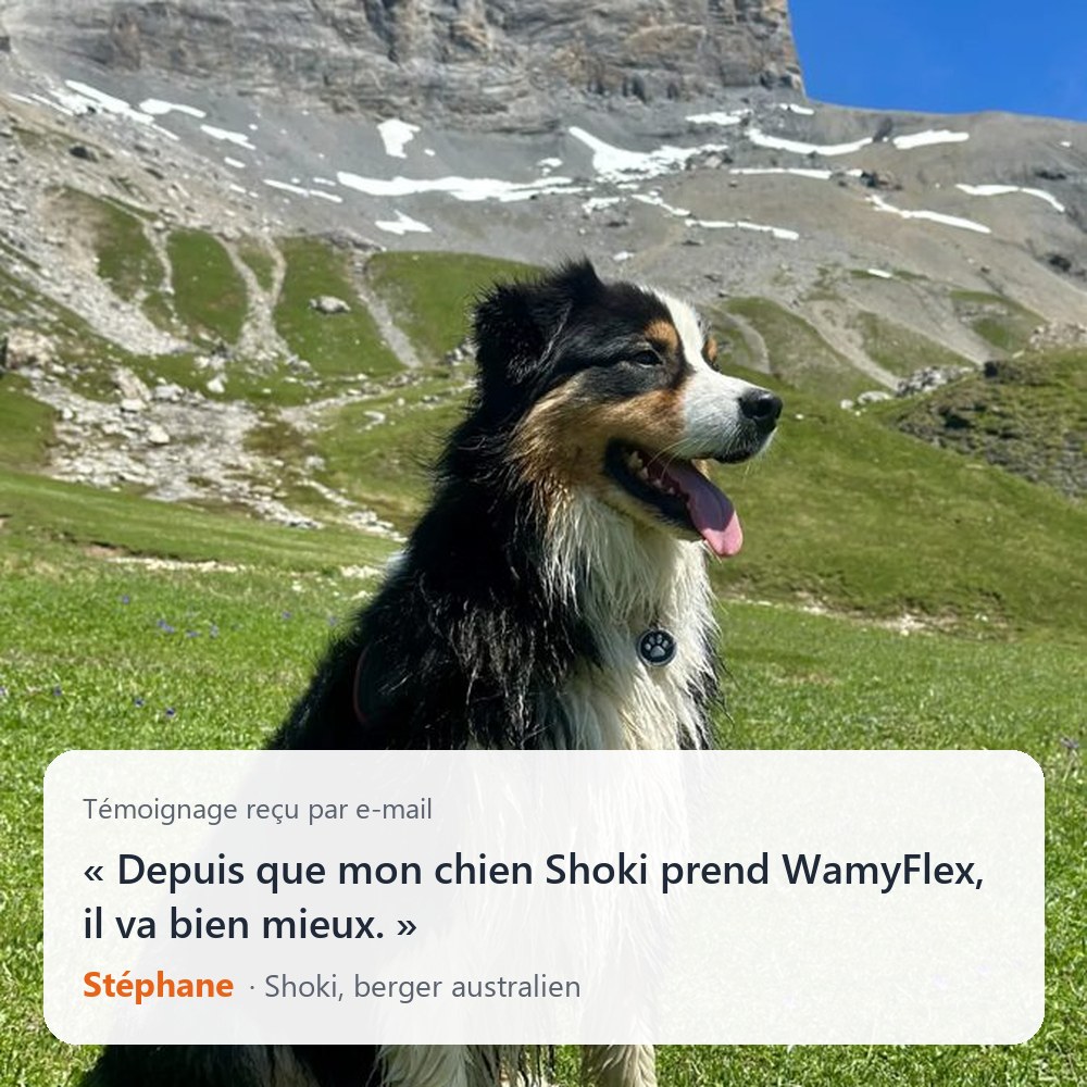 Témoignage de Stéphane pour Shoki, berger australien, reçu par e-mail