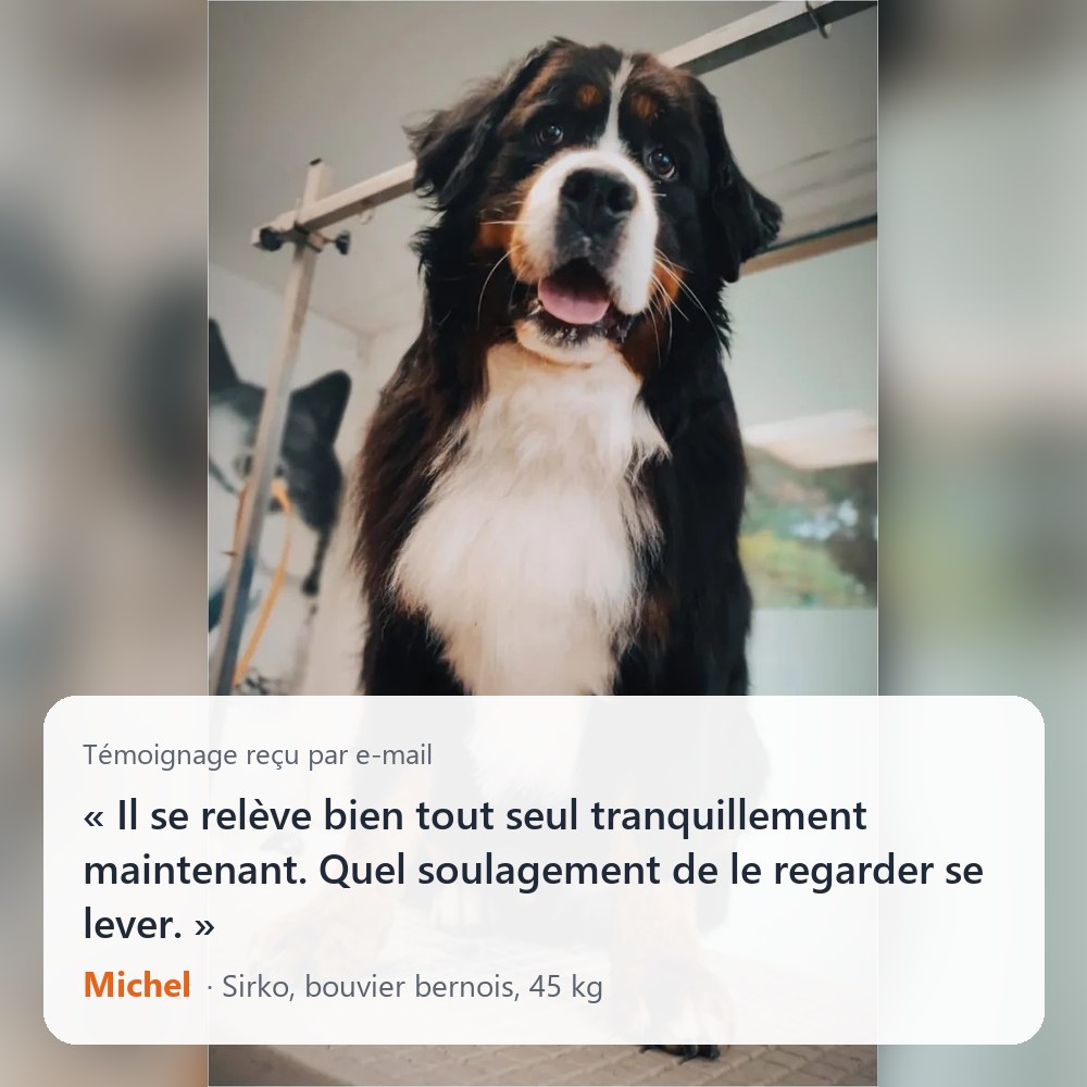 Témoignage de Michel pour Sirko, bouvier bernois de 45 kg, reçu par e-mail