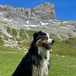 Shoki, berger australien, en montagne